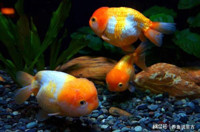 金魚養幾條最好最吉利_金魚養雙數還是單數_金魚怎么養