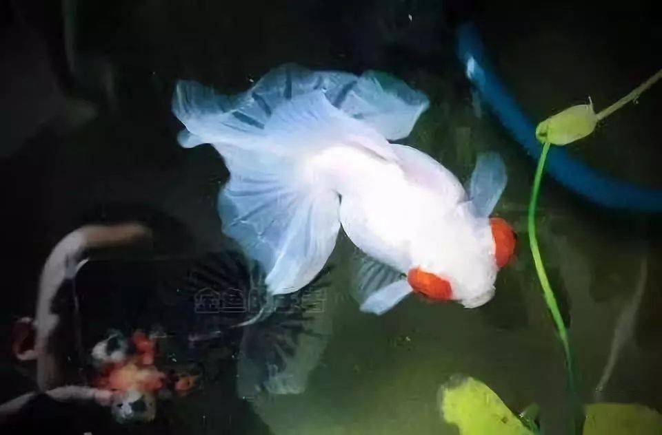 金魚怎么養_金魚養幾條最好最吉利_金魚養不活