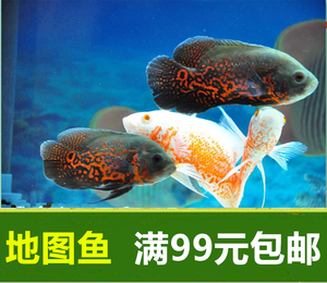 地圖魚吃什么_地圖魚吃魚嗎_地圖魚吃什么飼料比較好