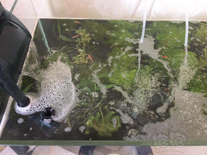 水陸缸造景_水陸缸造景視頻制作_水陸缸造景都需要什么材料