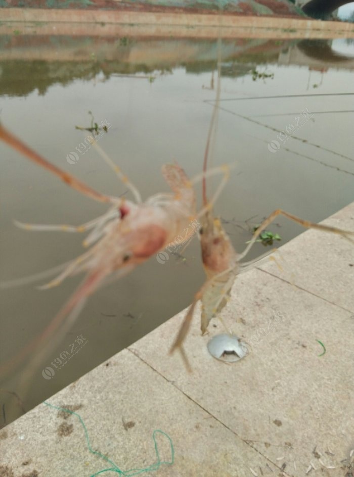 釣魚冬天怎么釣_冬季釣魚技巧_釣魚冬季技巧和方法