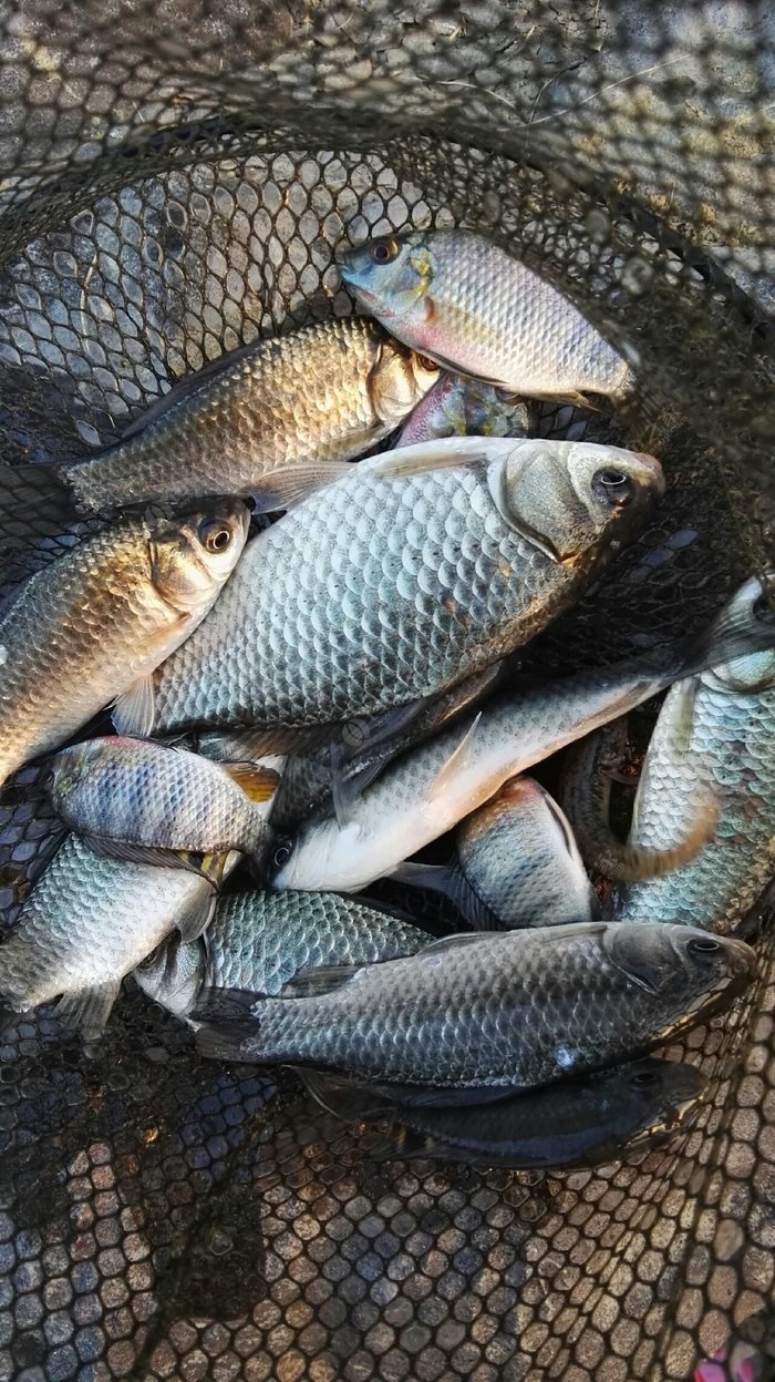 釣配方鯽魚夏天餌料怎么配_夏天釣鯽魚餌料配方_釣配方鯽魚夏天餌料怎么搭配