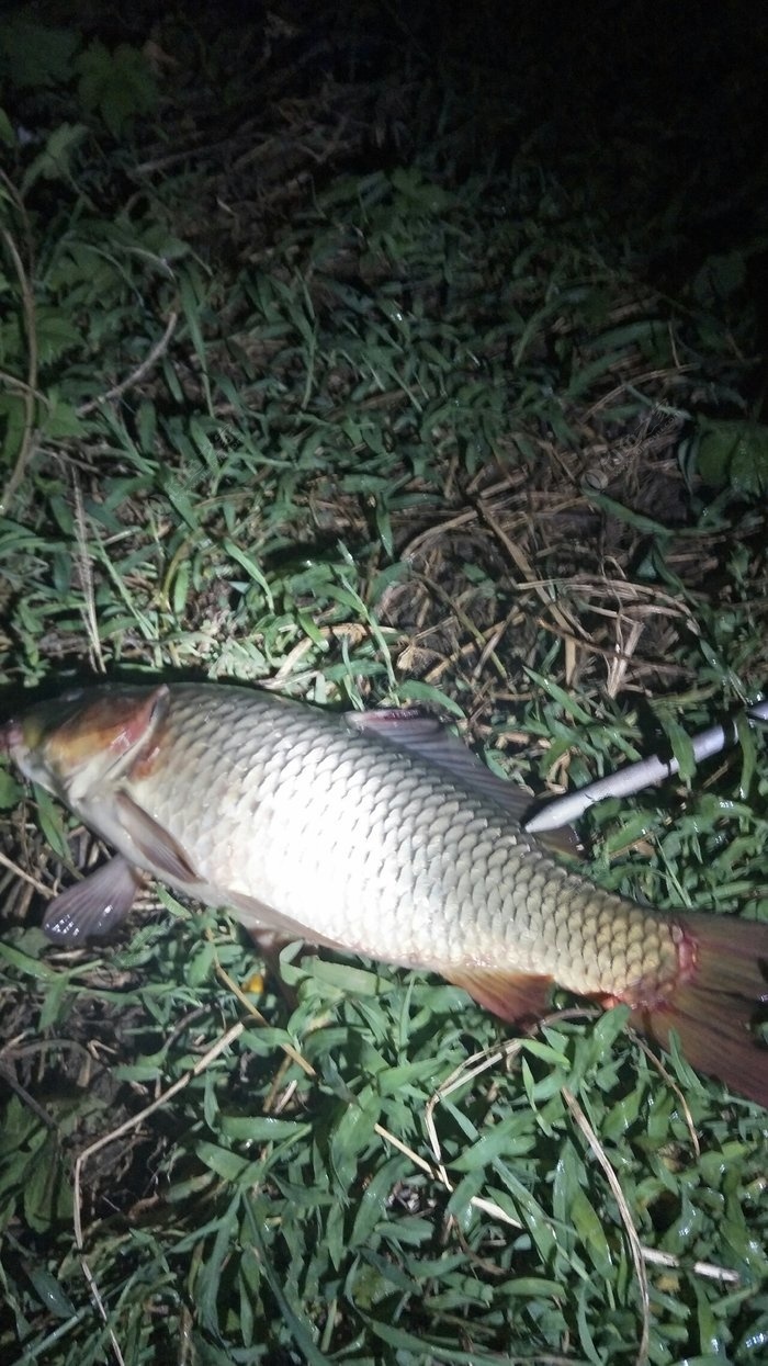 釣大鯉魚釣多深_野釣大鯉魚釣多深多遠_野釣如何釣到大鯉魚