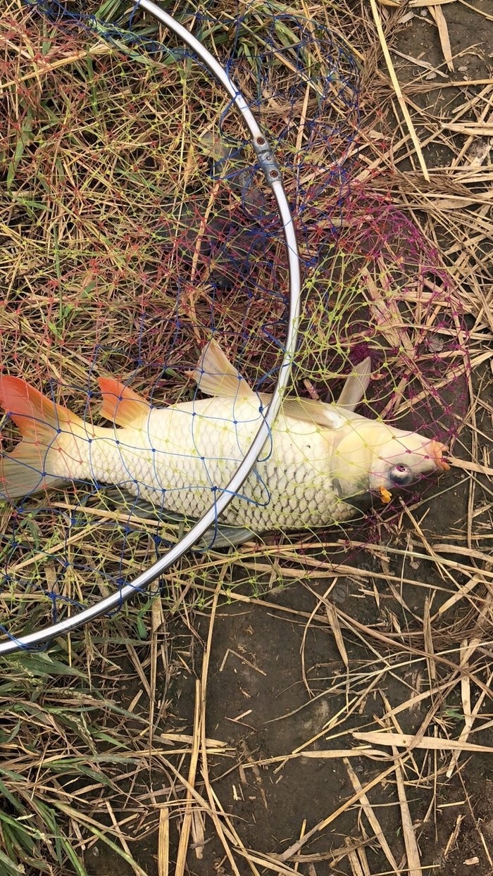 冬季釣魚_釣魚冬季可以用拉餌嗎_釣魚冬季用什么小藥最好