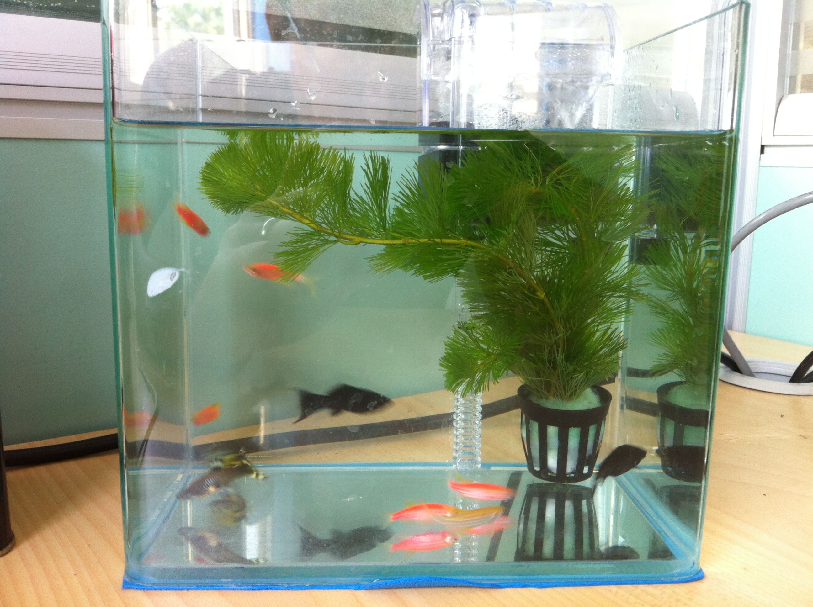 7秒鐘的記憶魚_做一只7秒記憶的魚_魚的記憶只有七秒鐘