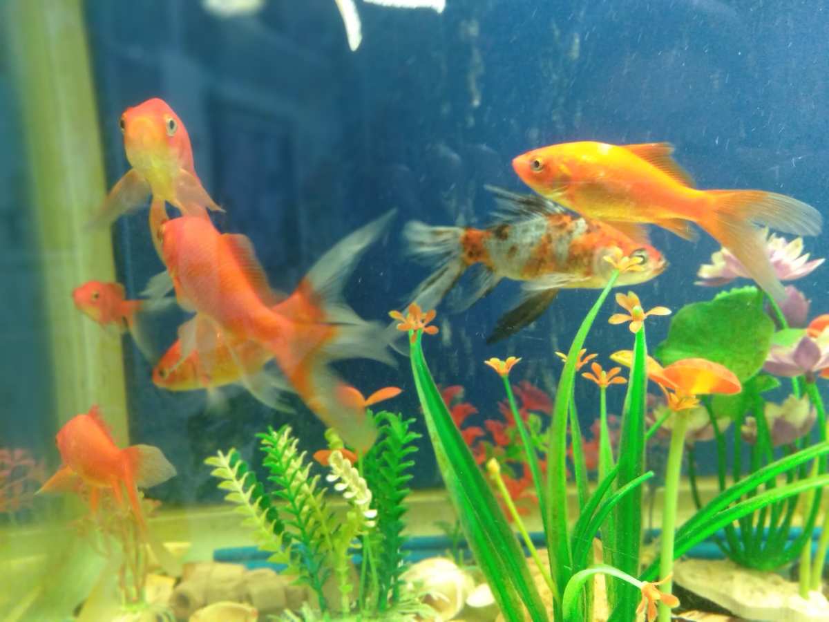 7秒鐘的記憶魚_做一只7秒記憶的魚_魚的記憶只有七秒鐘