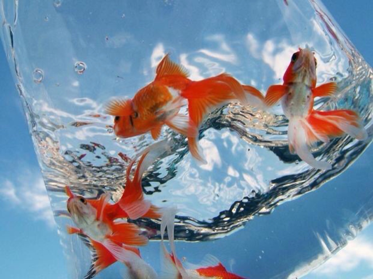 三秒鐘記憶的魚_魚的記憶只有七秒鐘_七秒記憶魚的故事