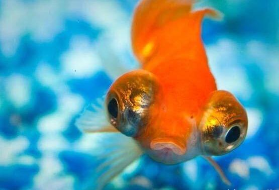魚的記憶只有七秒鐘_七秒記憶魚的故事_三秒鐘記憶的魚