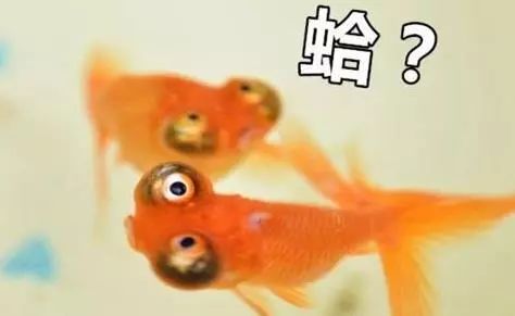三秒鐘記憶的魚_魚的記憶只有七秒鐘_七秒記憶魚的故事