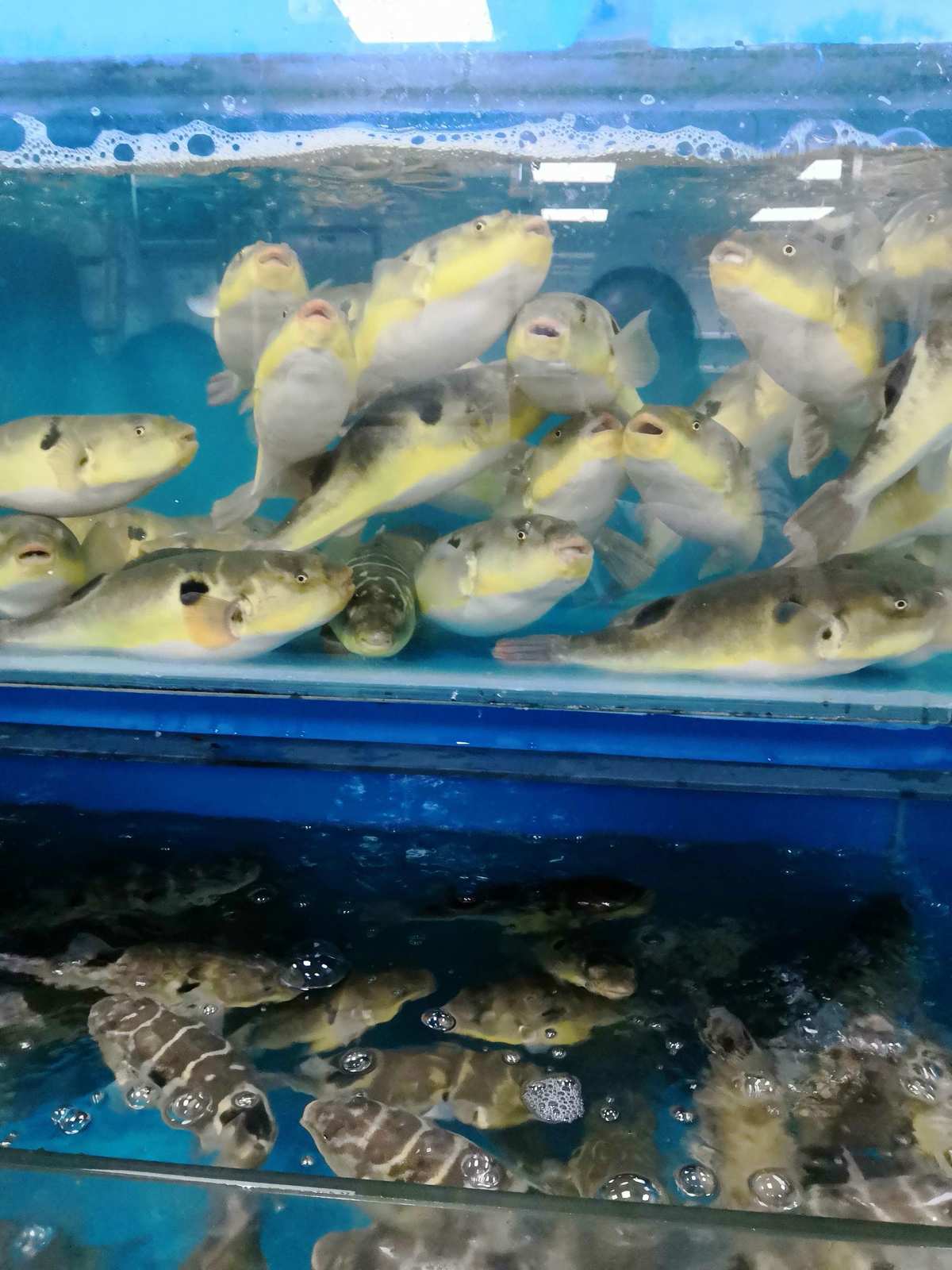 長江刀魚_長江刀魚_長江刀魚