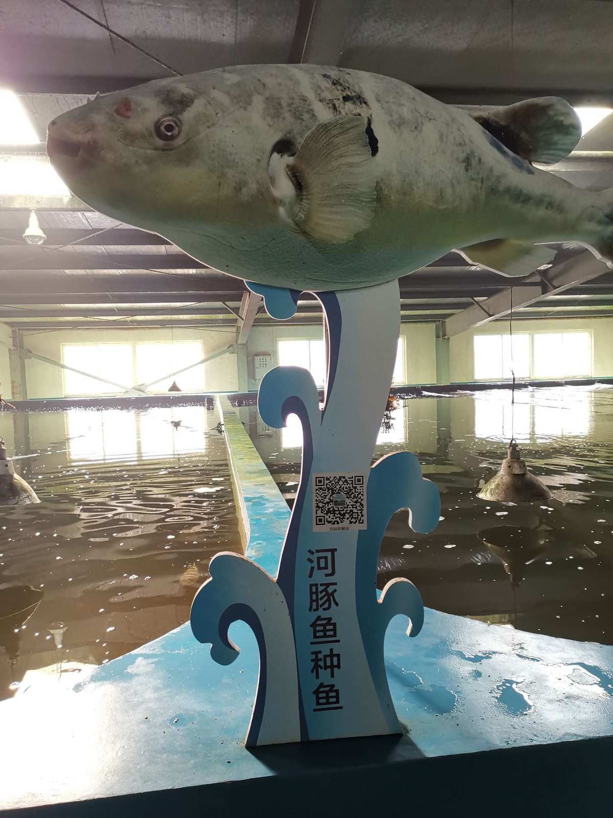 長江刀魚_長江刀魚_長江刀魚