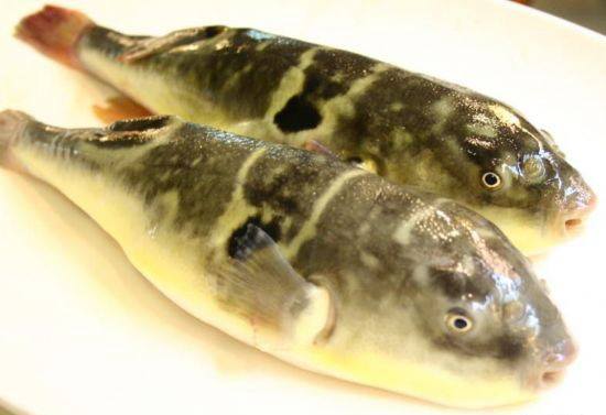 長江刀魚_長江刀魚_長江刀魚
