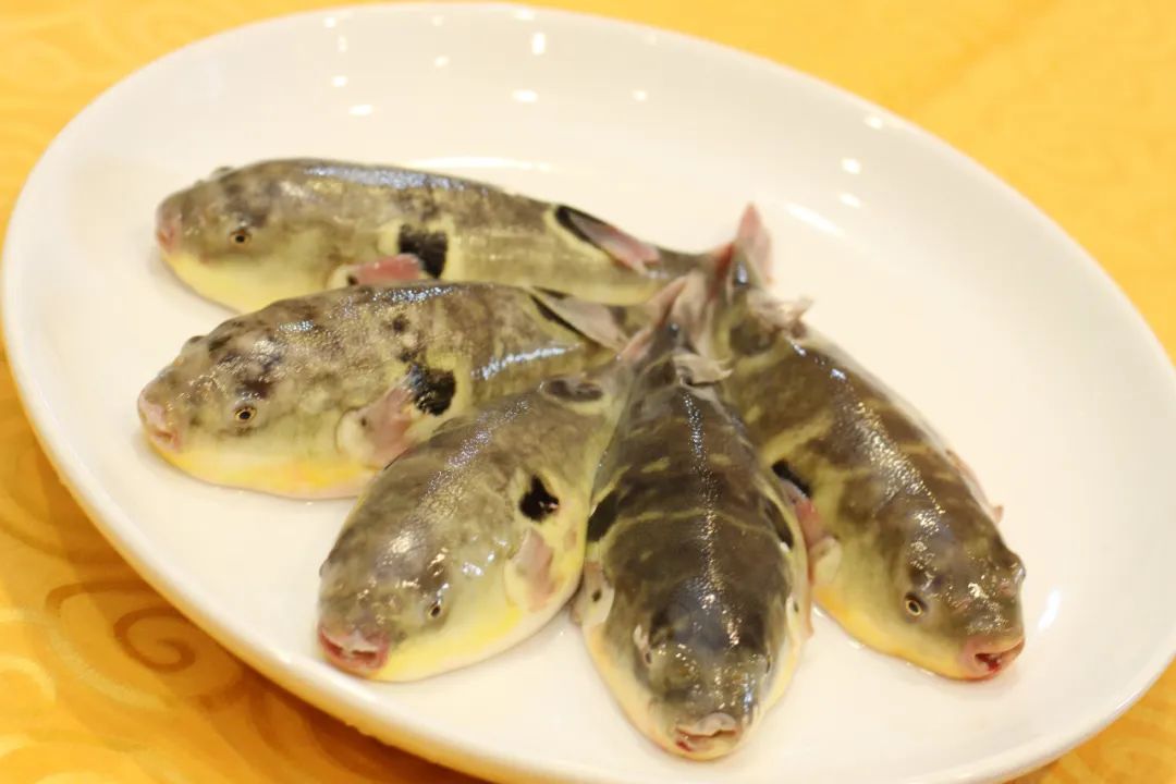 長江刀魚_長江刀魚_長江刀魚
