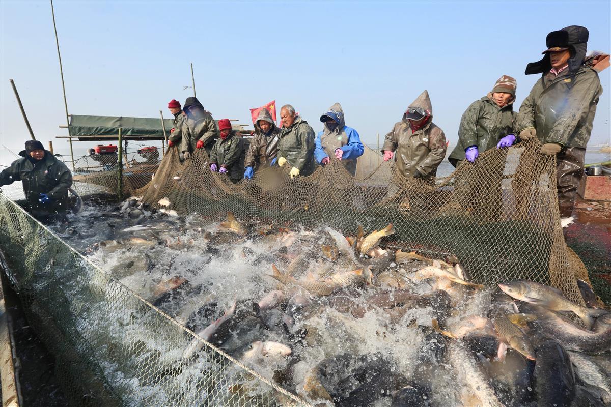 長江刀魚_長江刀魚_長江刀魚
