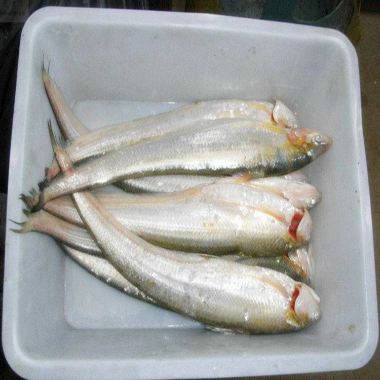 長江刀魚_長江刀魚_長江刀魚
