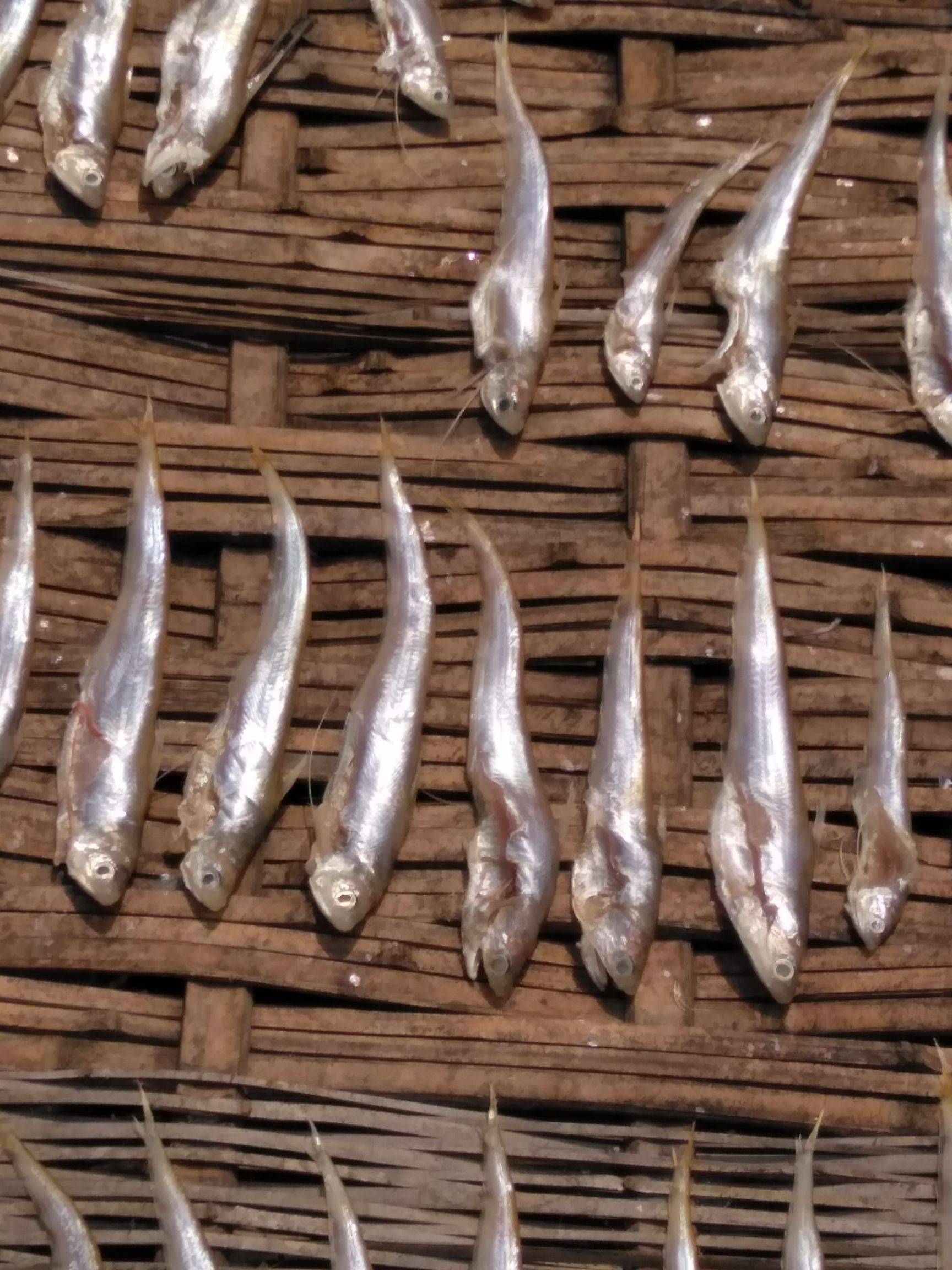 長江刀魚_長江刀魚_長江刀魚