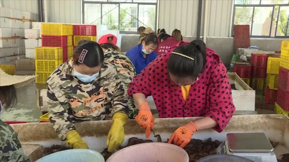 長江刀魚_長江刀魚_長江刀魚