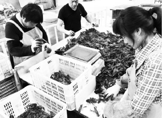長江刀魚_長江刀魚_長江刀魚