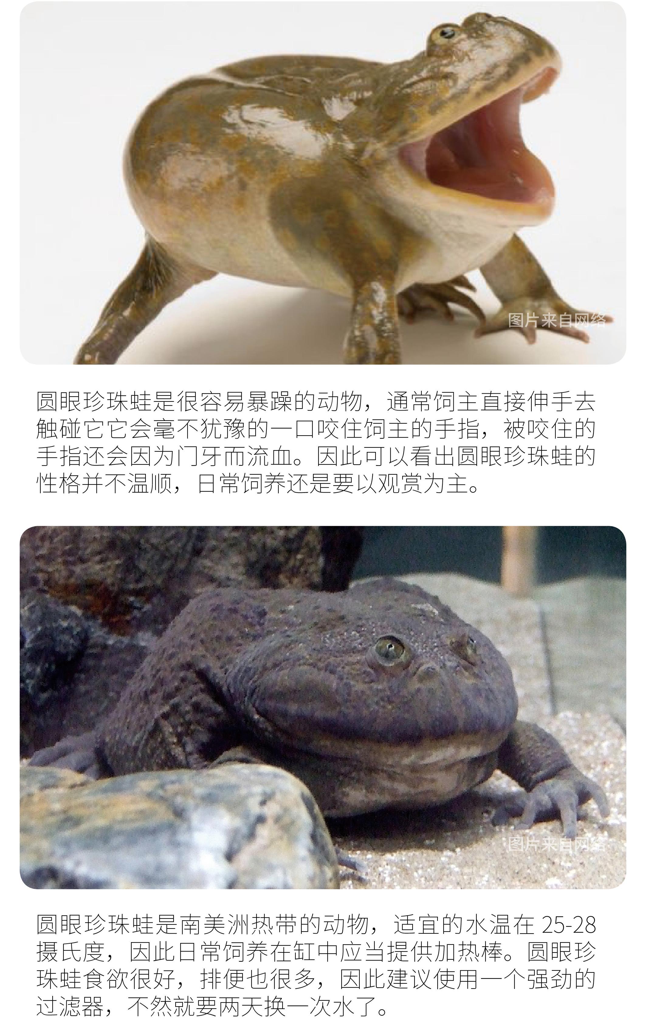 浙江截獲全球最美麗青蛙金色箭毒蛙可以殺死10個成年男子