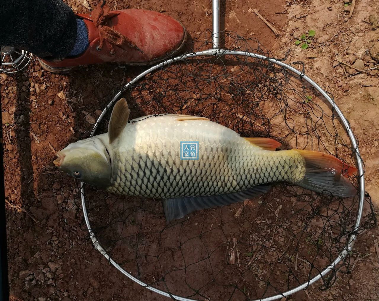 鉤釣鯉魚爆炸配方餌料是什么_釣鯉魚的爆炸餌料配方_爆炸鉤釣鯉魚餌料配方