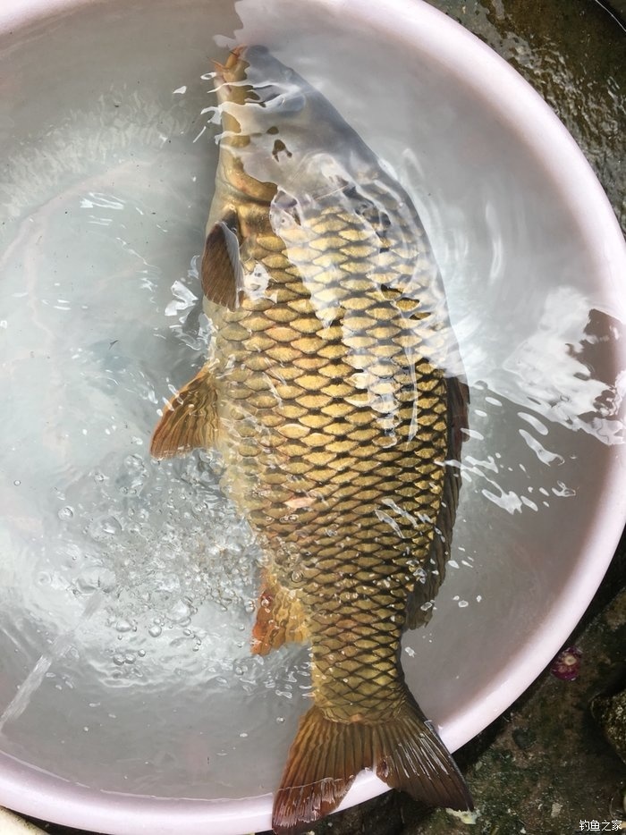 鉤釣鯉魚爆炸配方餌料是什么_爆炸鉤釣鯉魚餌料配方_釣鯉魚的爆炸餌料配方