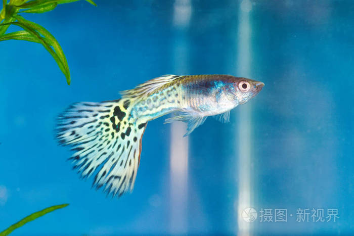 魚的尾巴像什么_尾巴像魚一樣的蟲子_魚尾巴像啥