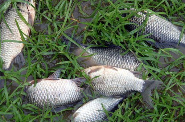 春季釣鯽魚技巧視頻_春天釣鯽魚技巧_釣鯽魚春天技巧視頻