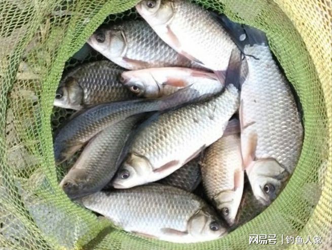 春天釣鯽魚技巧_釣鯽魚春天技巧視頻_春季釣鯽魚技巧視頻