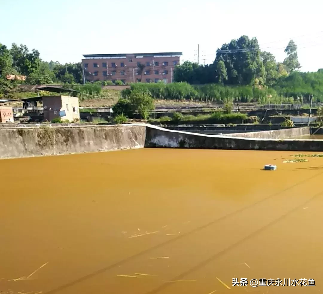 養殖羅非魚怎么養_羅非魚養殖_養殖羅非魚的方法與技巧
