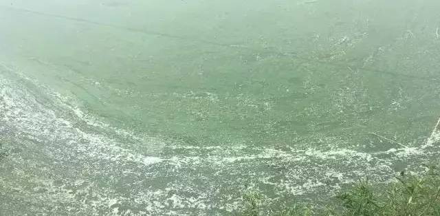 養殖羅非魚的方法與技巧_羅非魚養殖_養殖羅非魚怎么養