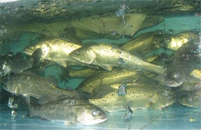 鱸魚價格_鱸魚價格一斤多少錢2023年_鱸魚價格2023年市場價
