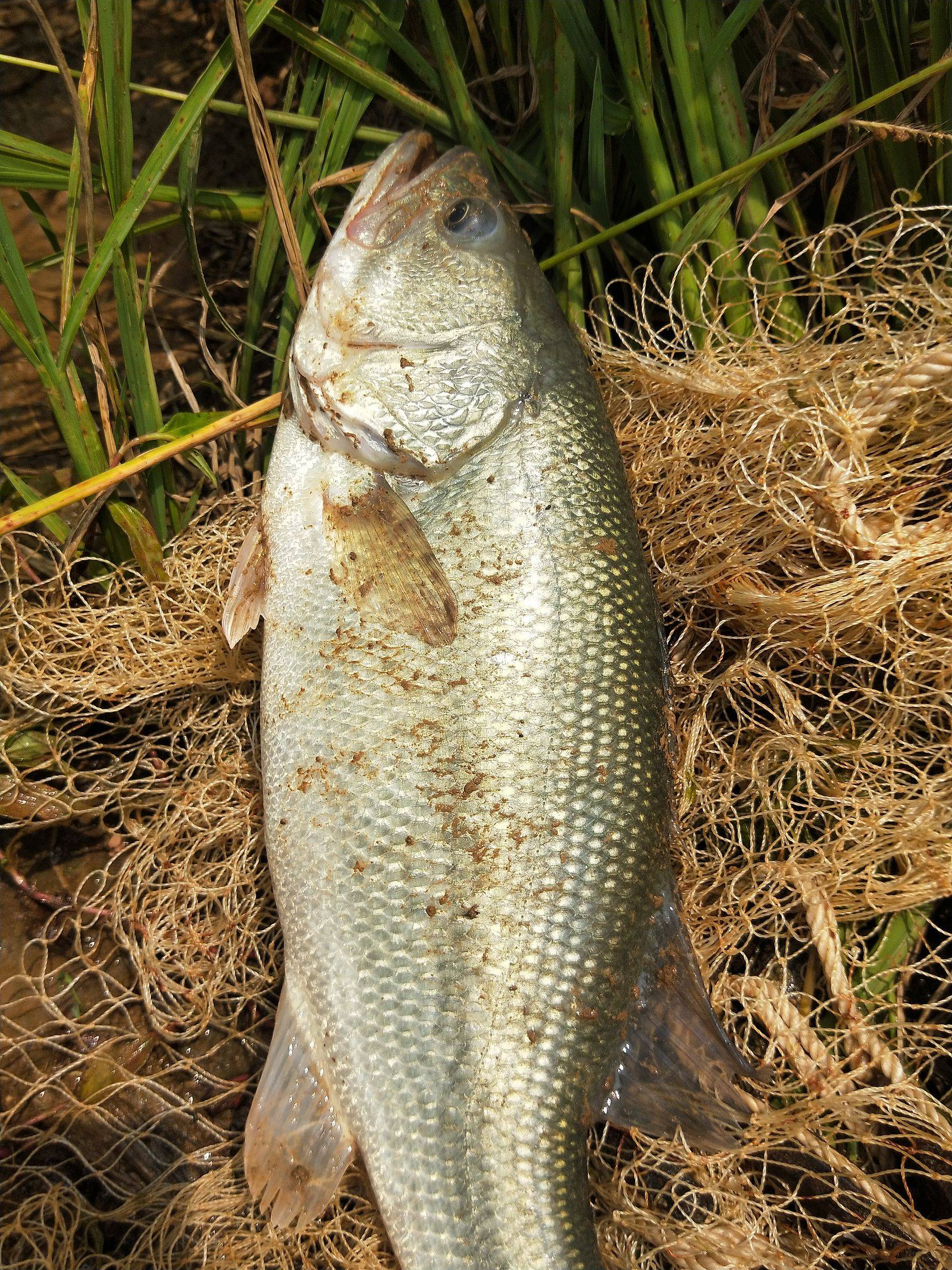鱸魚價格2023年市場價_鱸魚價格_鱸魚價格一斤多少錢2023年
