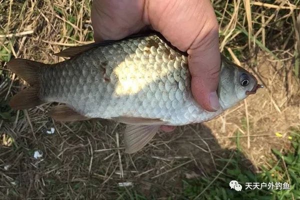 垂釣冬季鯽魚怎么釣_冬季垂釣鯽魚_冬季鯽魚釣法