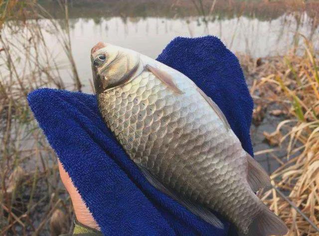 冬季垂釣鯽魚_垂釣冬季鯽魚怎么樣_冬季鯽魚釣法