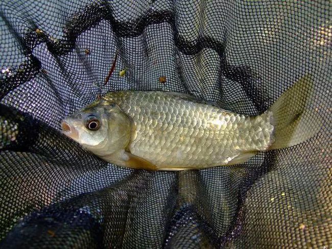 冬季鯽魚釣法_垂釣冬季鯽魚怎么樣_冬季垂釣鯽魚