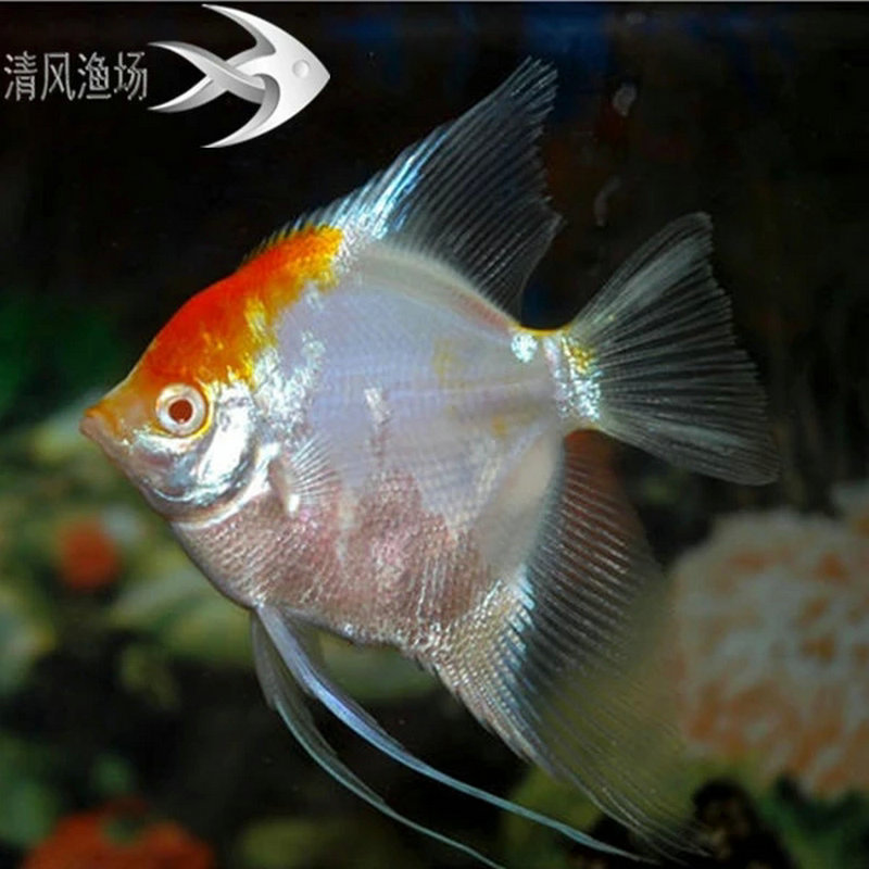 紅斑馬魚_紅斑馬魚是冷水魚嗎_紅斑馬魚圖片