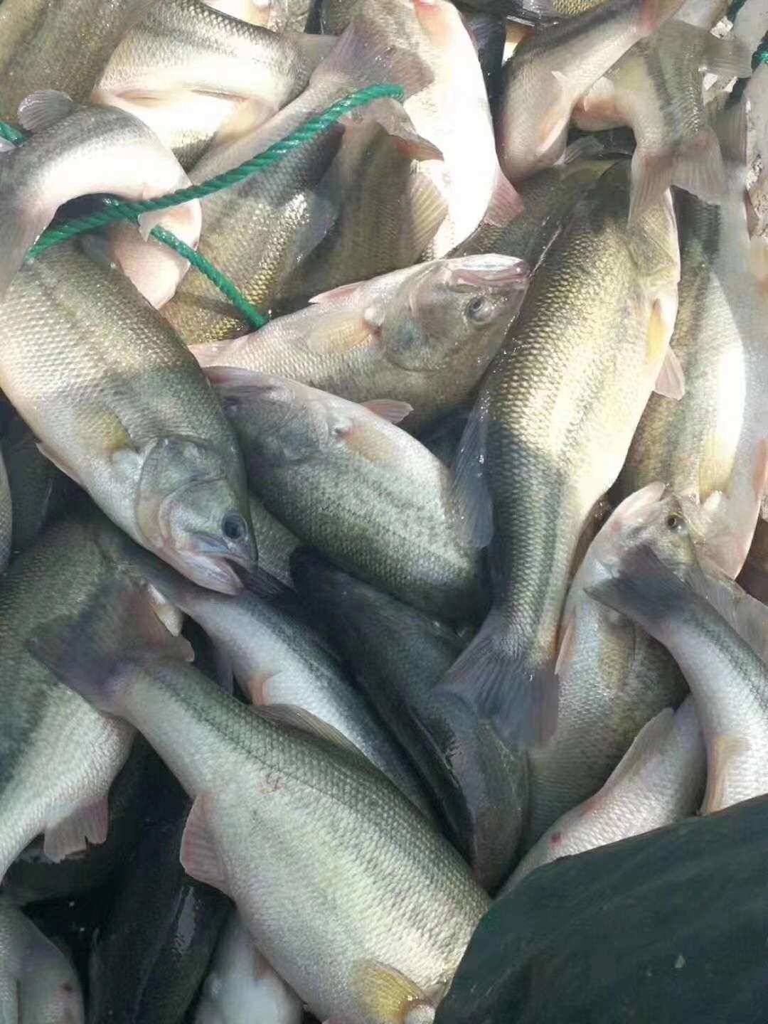 鱸魚特征_鱸魚資料大全_鱸魚的資料