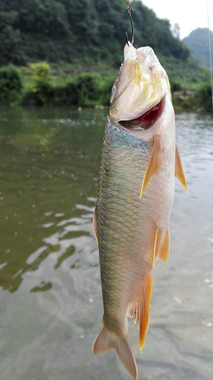 海魚大全大圖_海魚大全種類_海魚大全