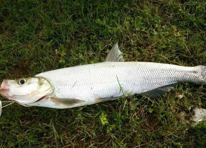 海魚大全大圖_海魚大全種類_海魚大全