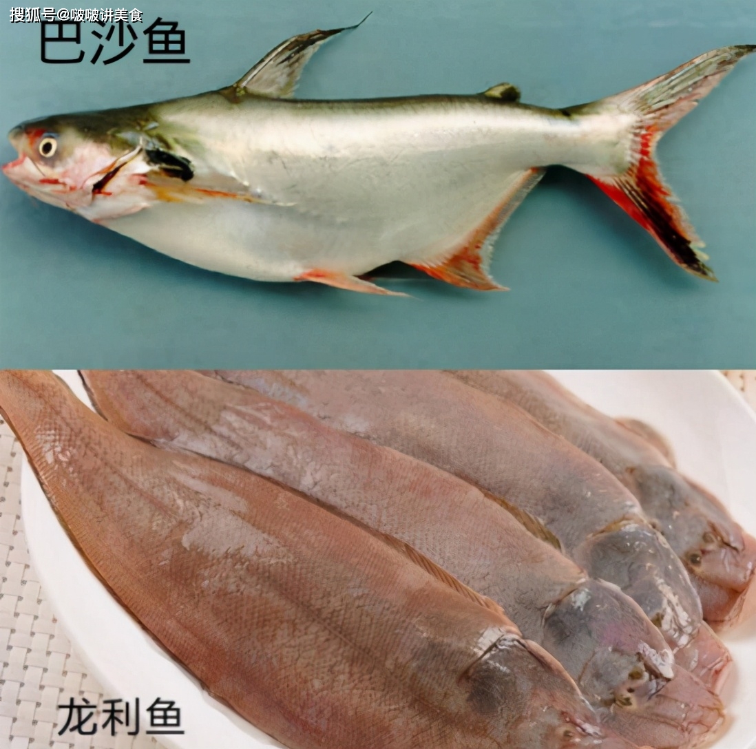 巴沙魚和龍利魚的區別_巴沙與龍利魚的區別_巴沙利魚和龍利魚是一種魚嗎
