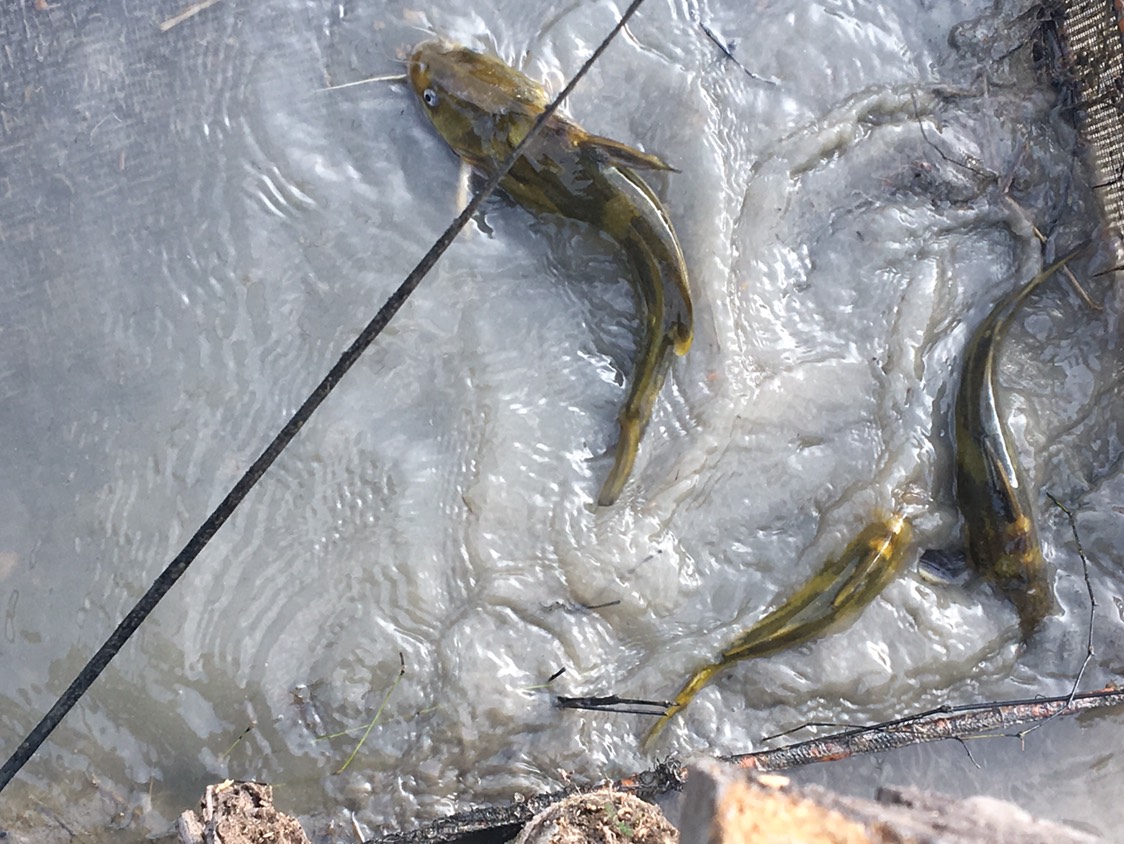 養殖的石斑魚_石斑魚養殖_養殖石斑魚有毒嗎
