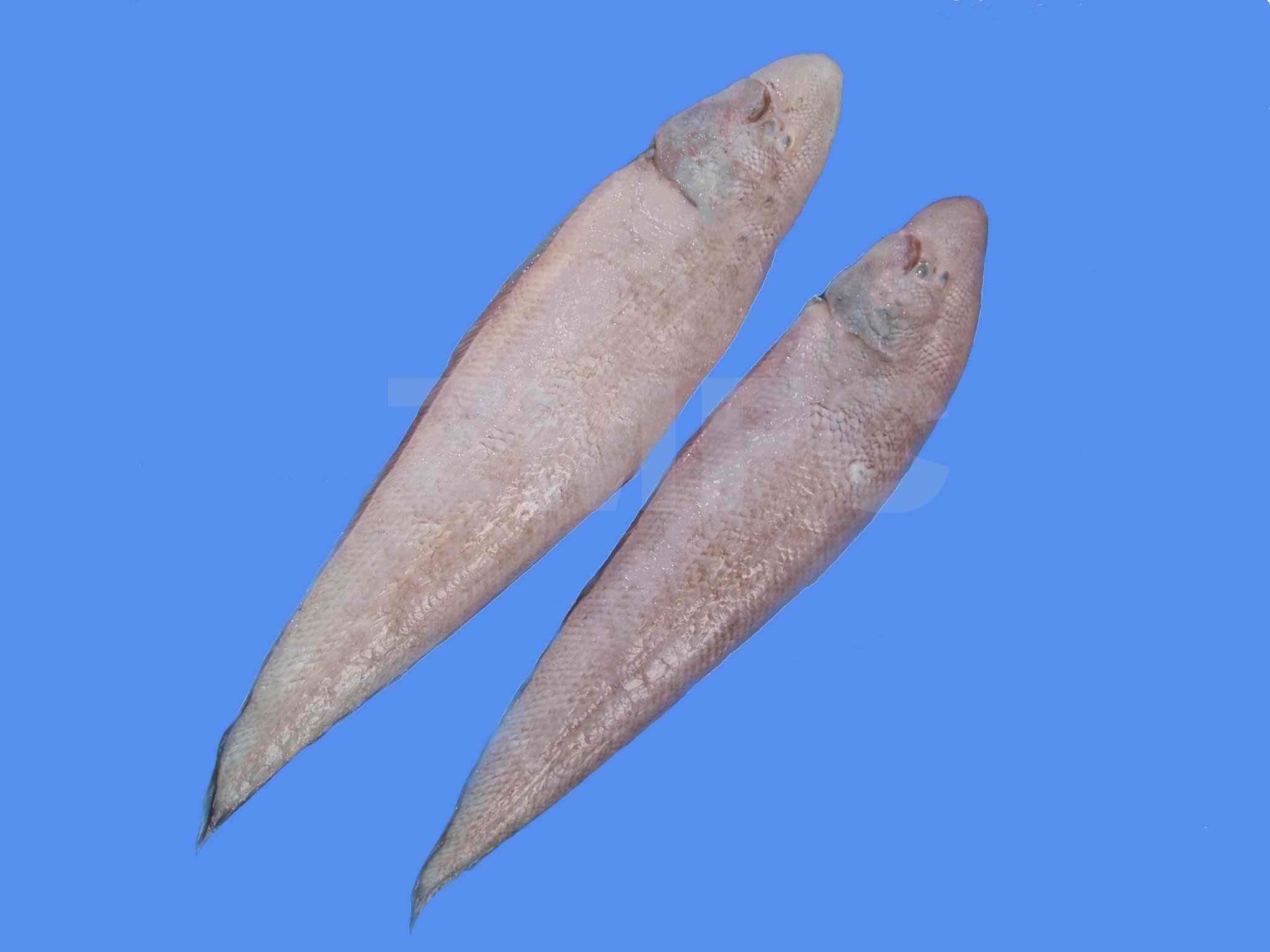 巴沙魚和龍利魚是一種魚嗎無刺的巴沙