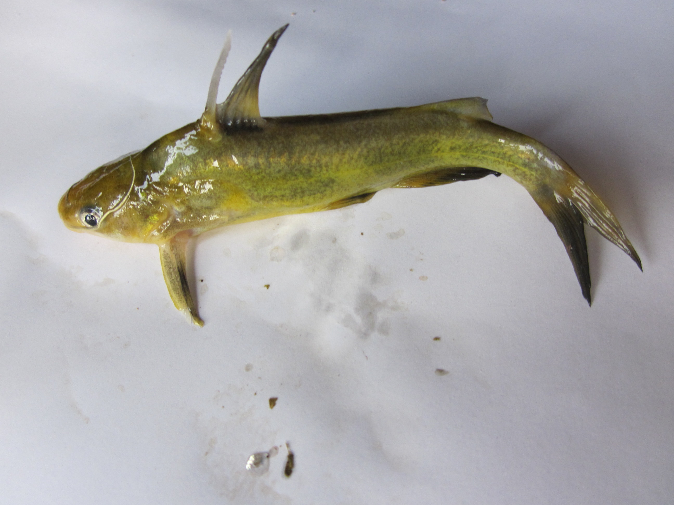 龍利和巴沙魚肉質區別_巴沙魚和龍利魚的區別_龍利和巴沙是一種魚嗎