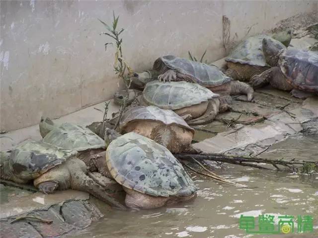 鱷魚養殖_鱷魚養殖需要什么條件_鱷魚養殖可行性報告