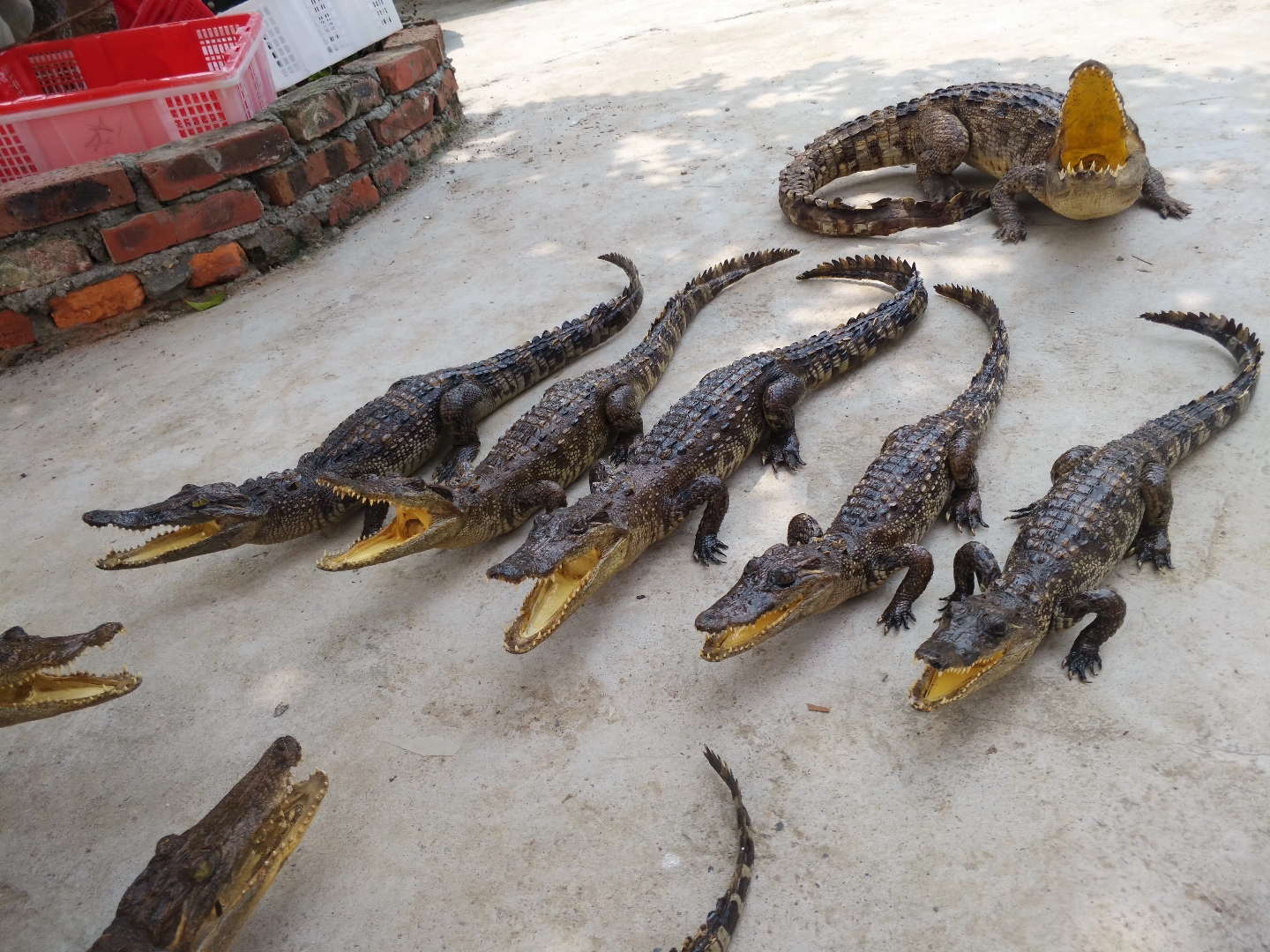 鱷魚養殖_鱷魚養殖需要什么條件_鱷魚養殖成本和利潤