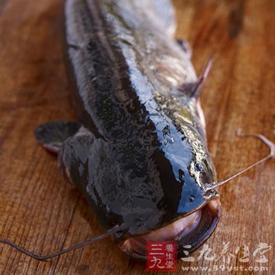 鳡魚能不能吃_鮰魚為什么不能吃_鮰魚可以吃
