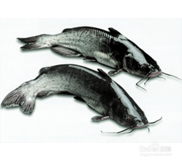 鮰魚為什么不能吃_鮰魚可以吃_鳡魚能不能吃