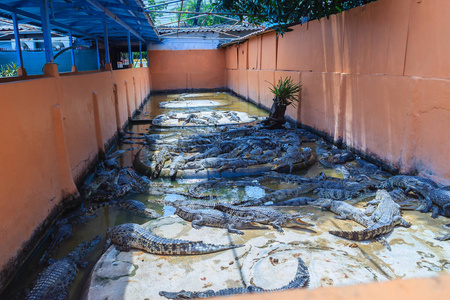 鱷魚養殖需要什么條件_鱷魚養殖_鱷魚養殖可行性報告