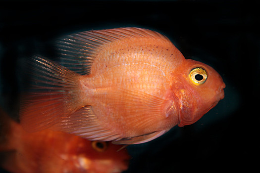 血鸚鵡魚_血鸚鵡魚和什么魚混養比較好_血鸚鵡魚壽命有多長