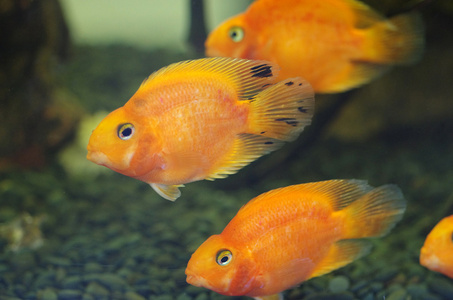 血鸚鵡魚_血鸚鵡魚和什么魚混養比較好_血鸚鵡魚壽命有多長